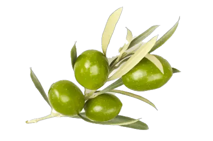 Olive PNG