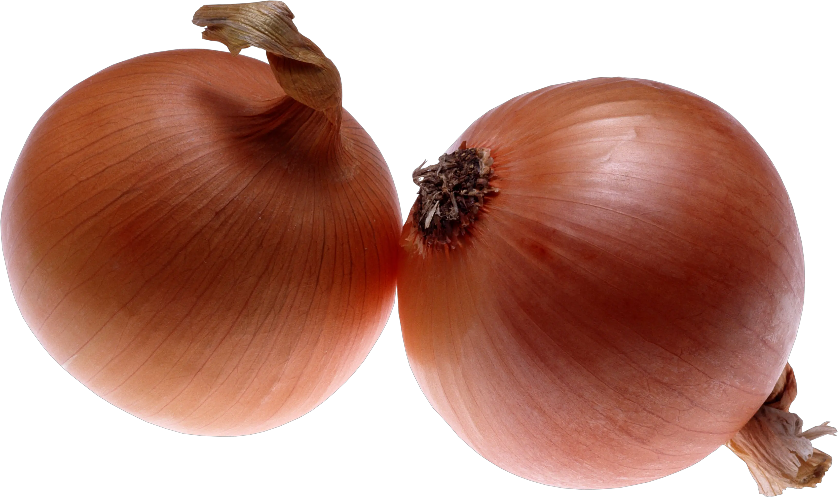 Onion PNG
