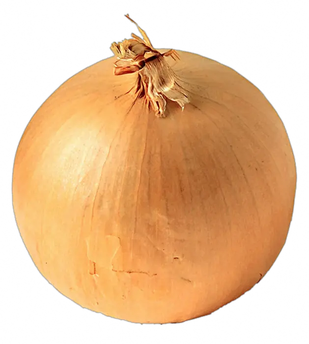 Onion PNG image free download picture