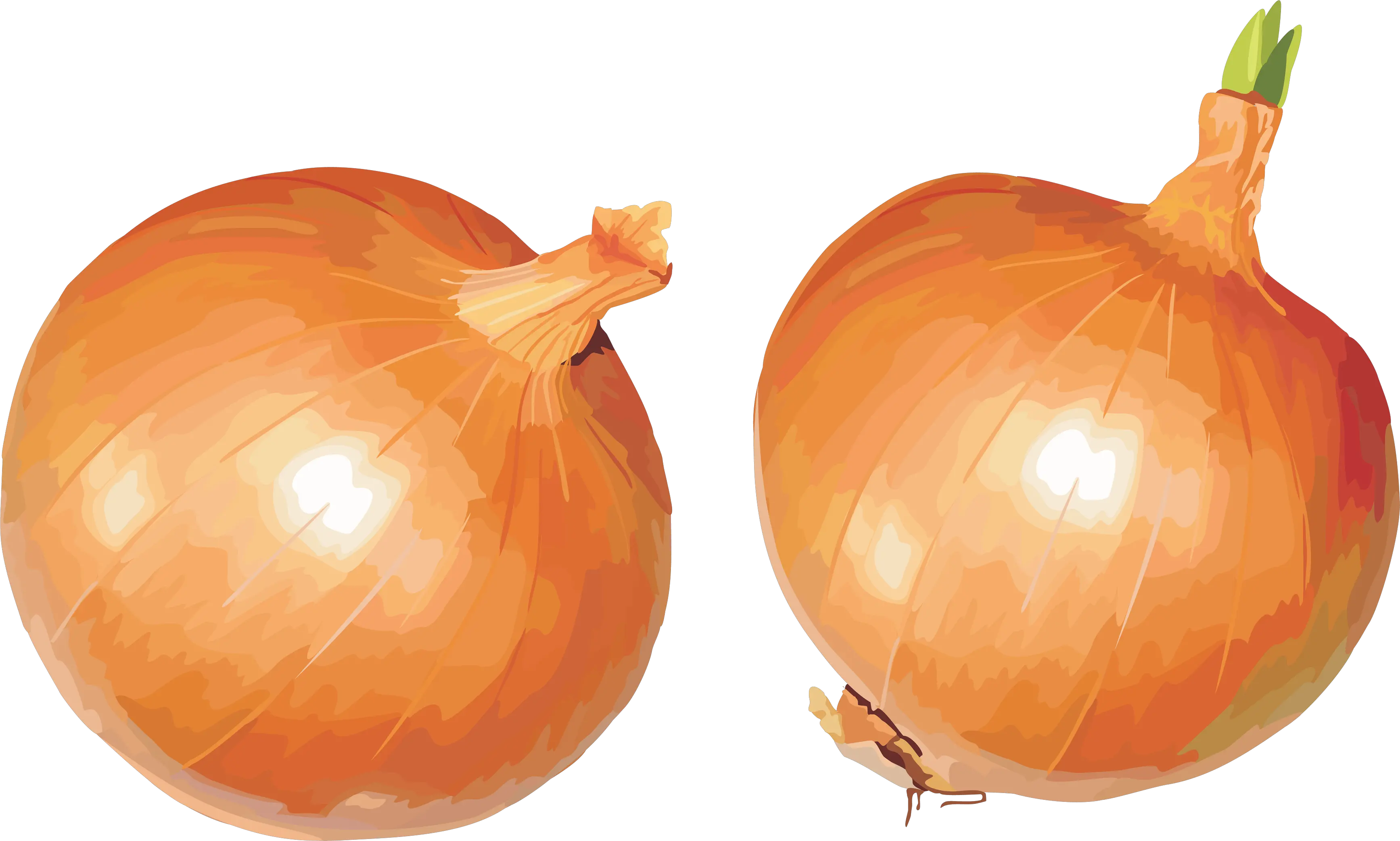 Onion PNG image