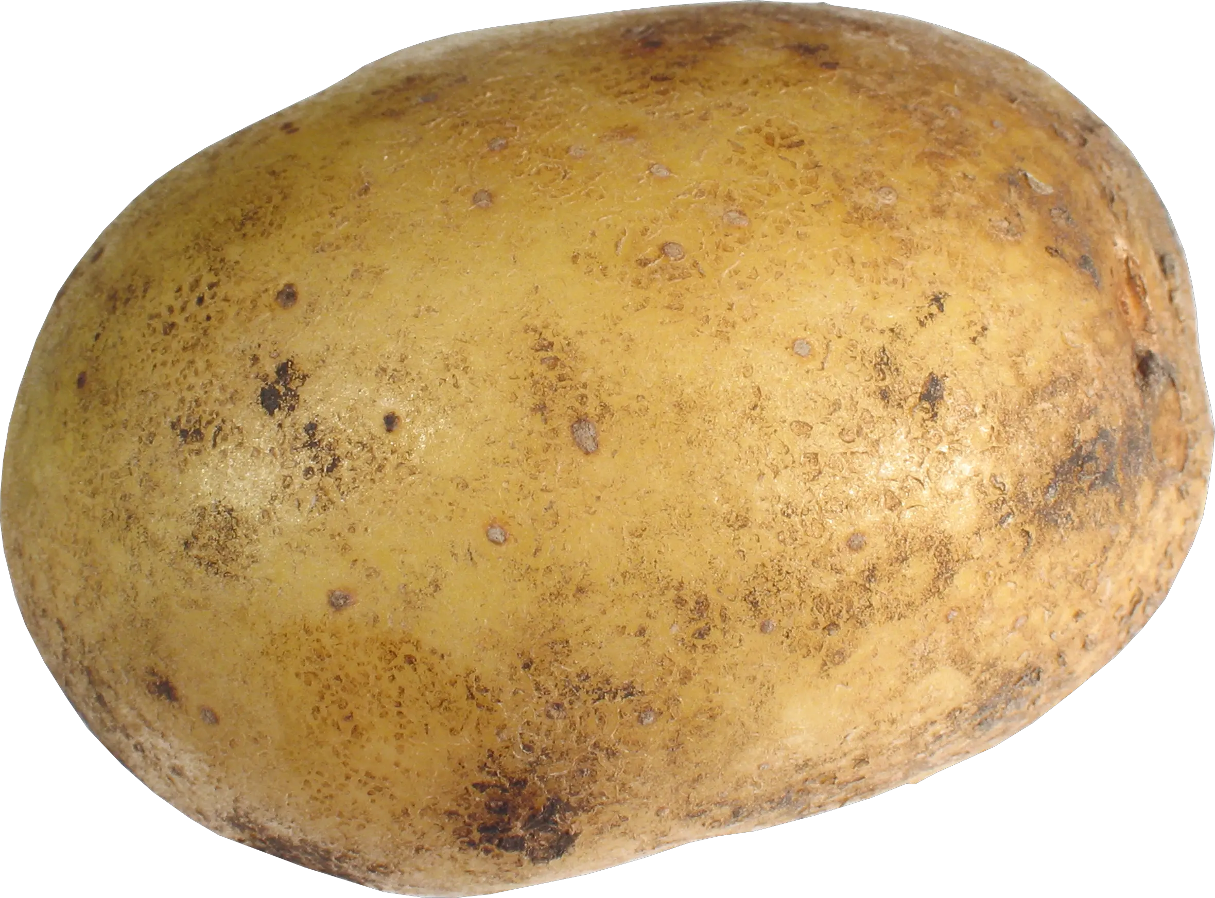 Big potato PNG image