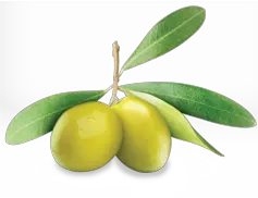 Olive PNG