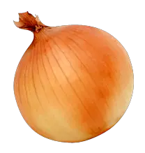 Onion PNG image free download picture