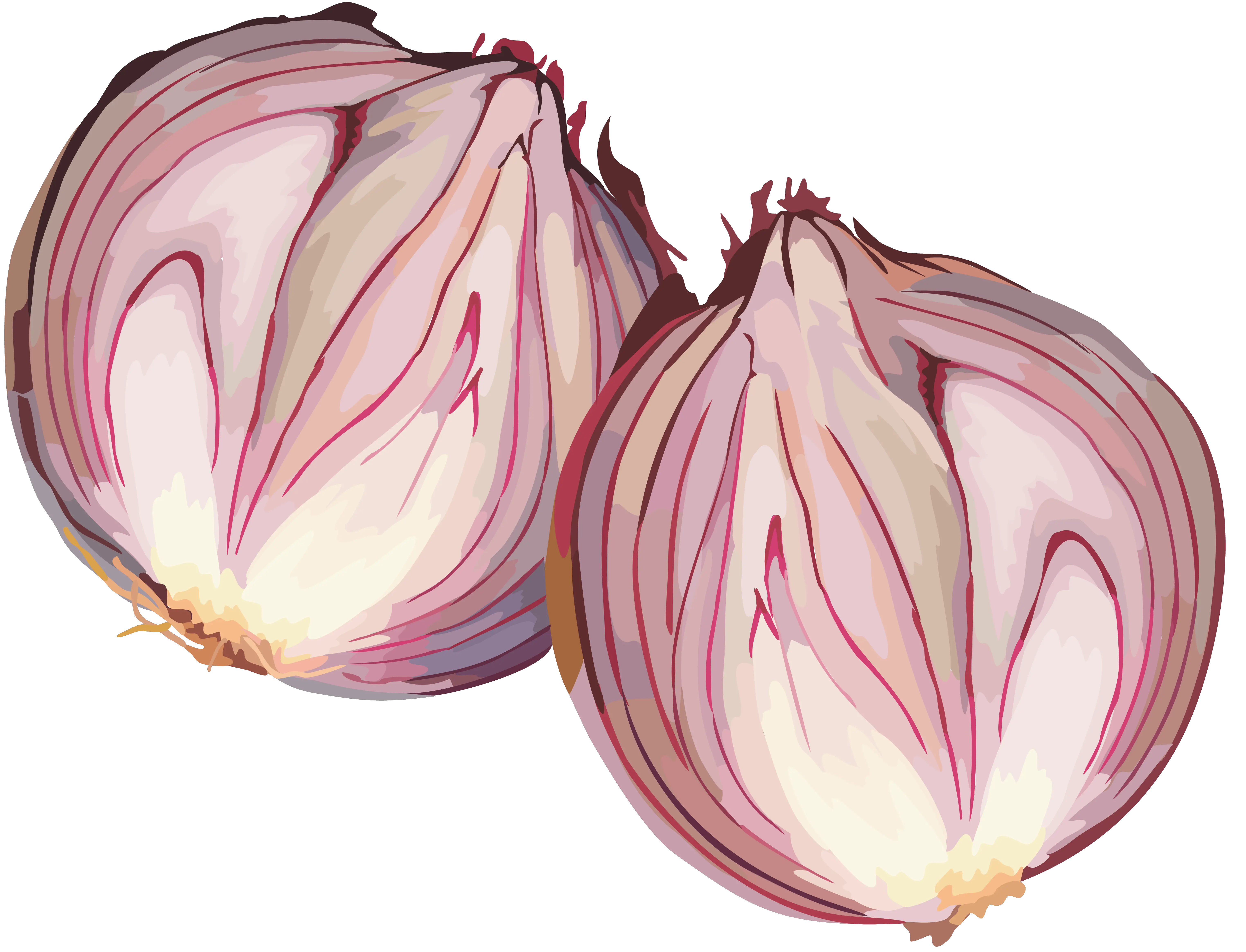Onion PNG
