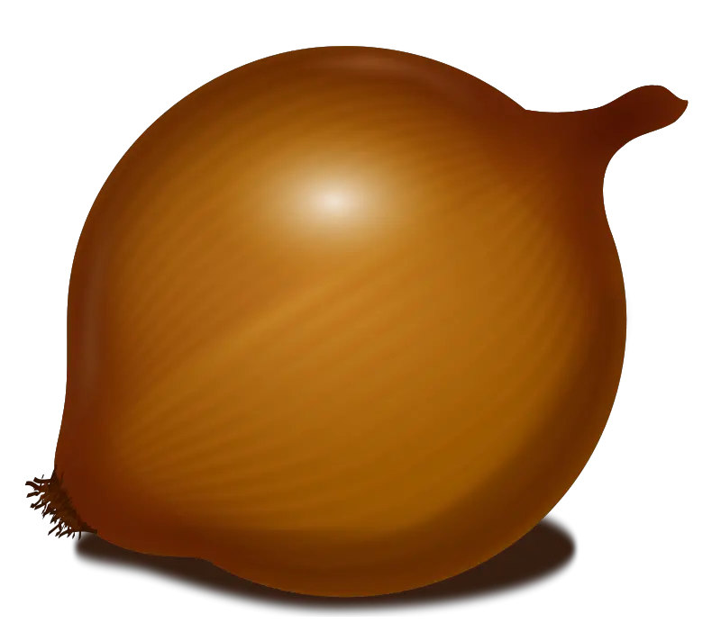 Onion PNG image free download picture