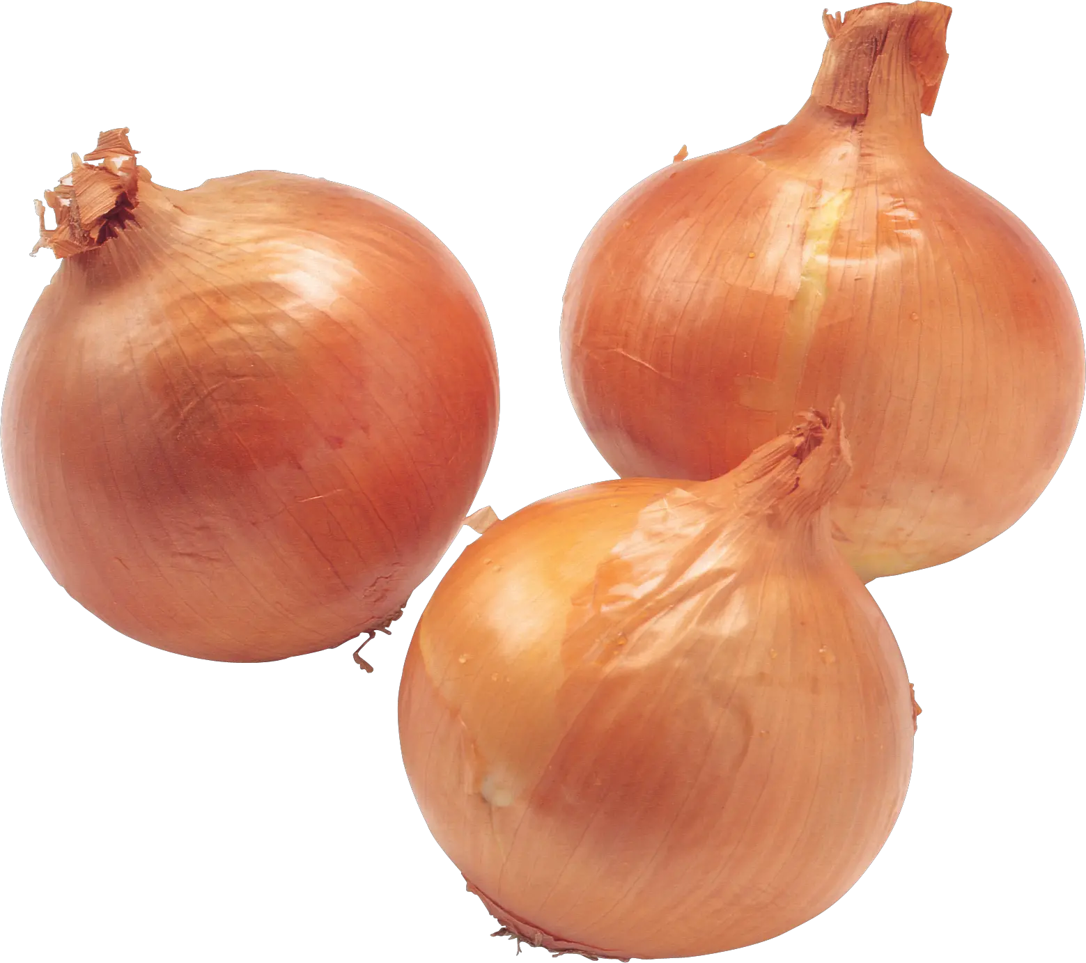 Onion PNG