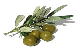 Olive PNG