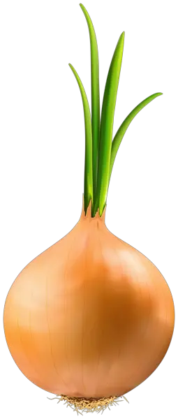 Onion PNG