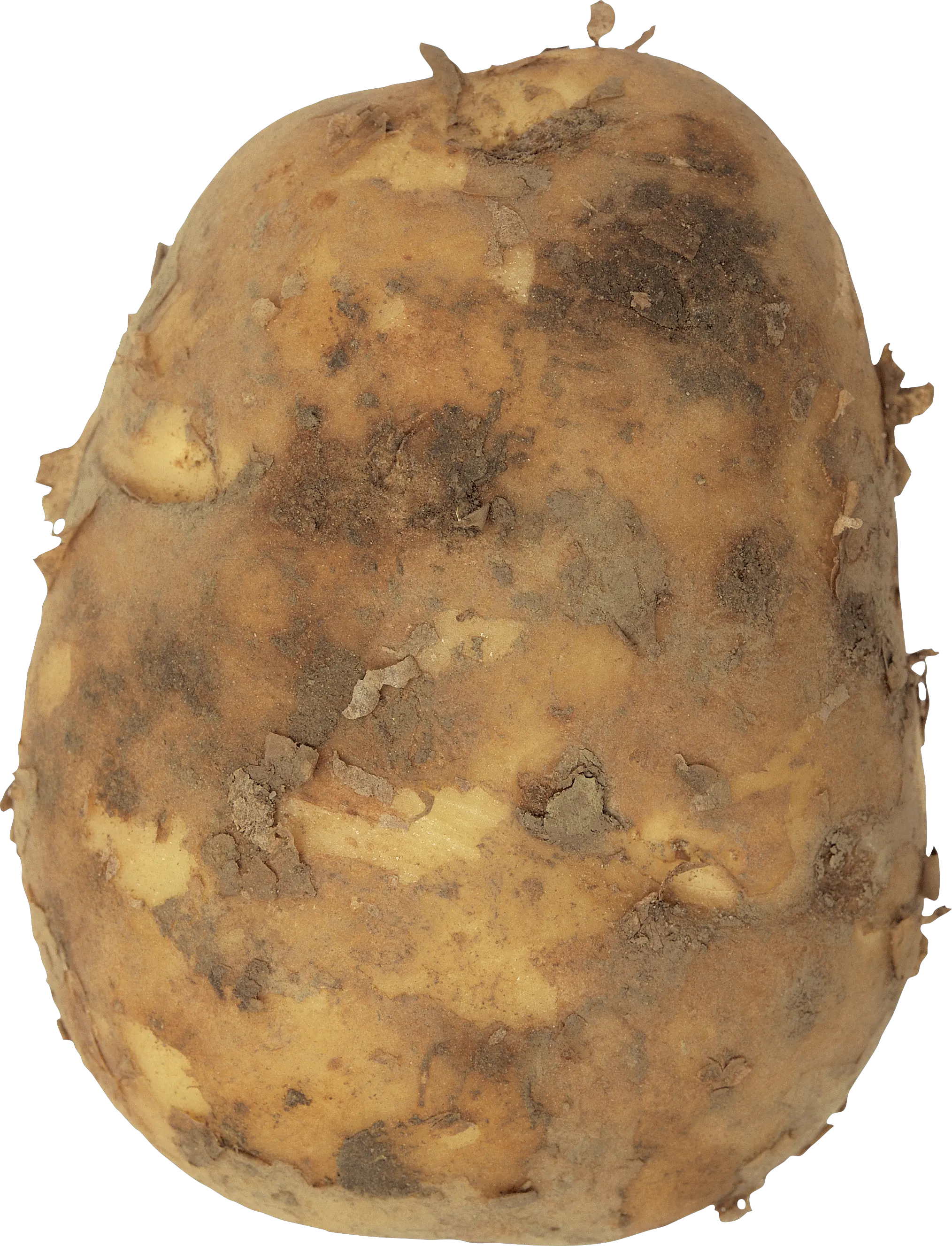 Big potato PNG