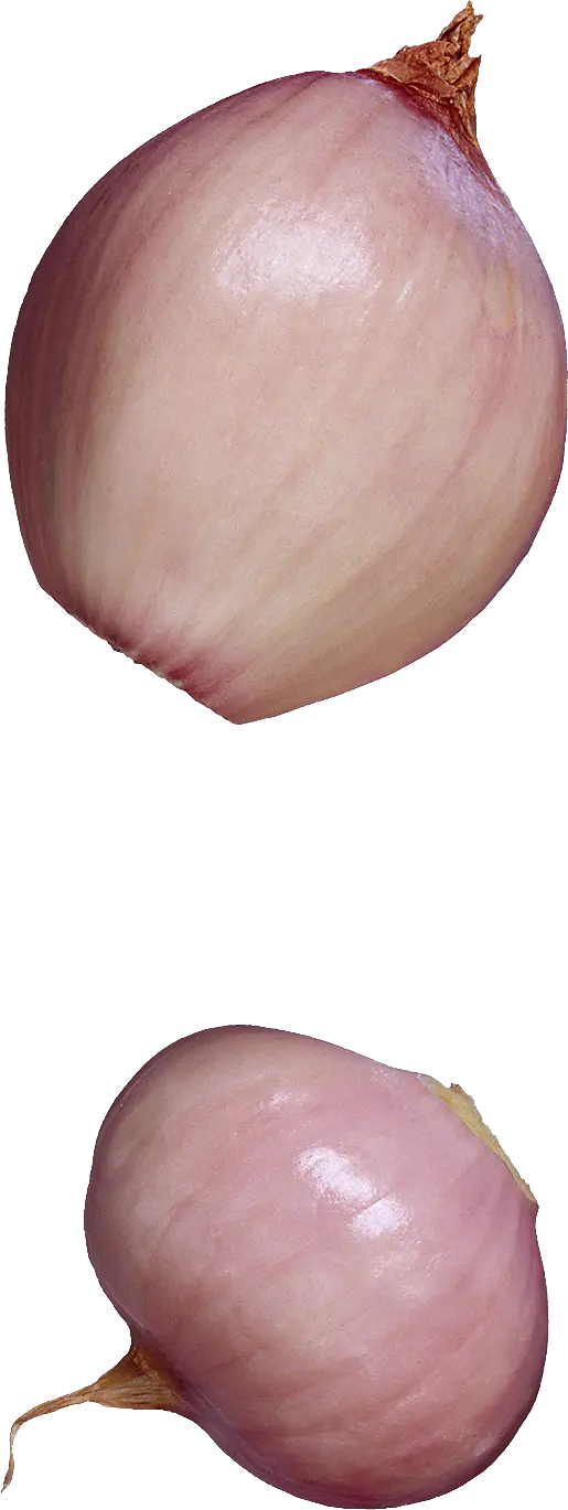 Onion PNG