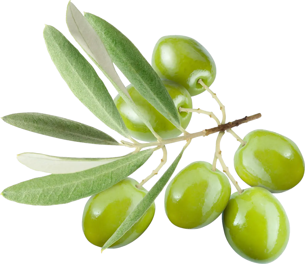 Olive PNG
