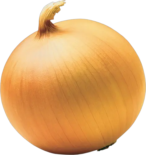 Onion PNG image free download picture