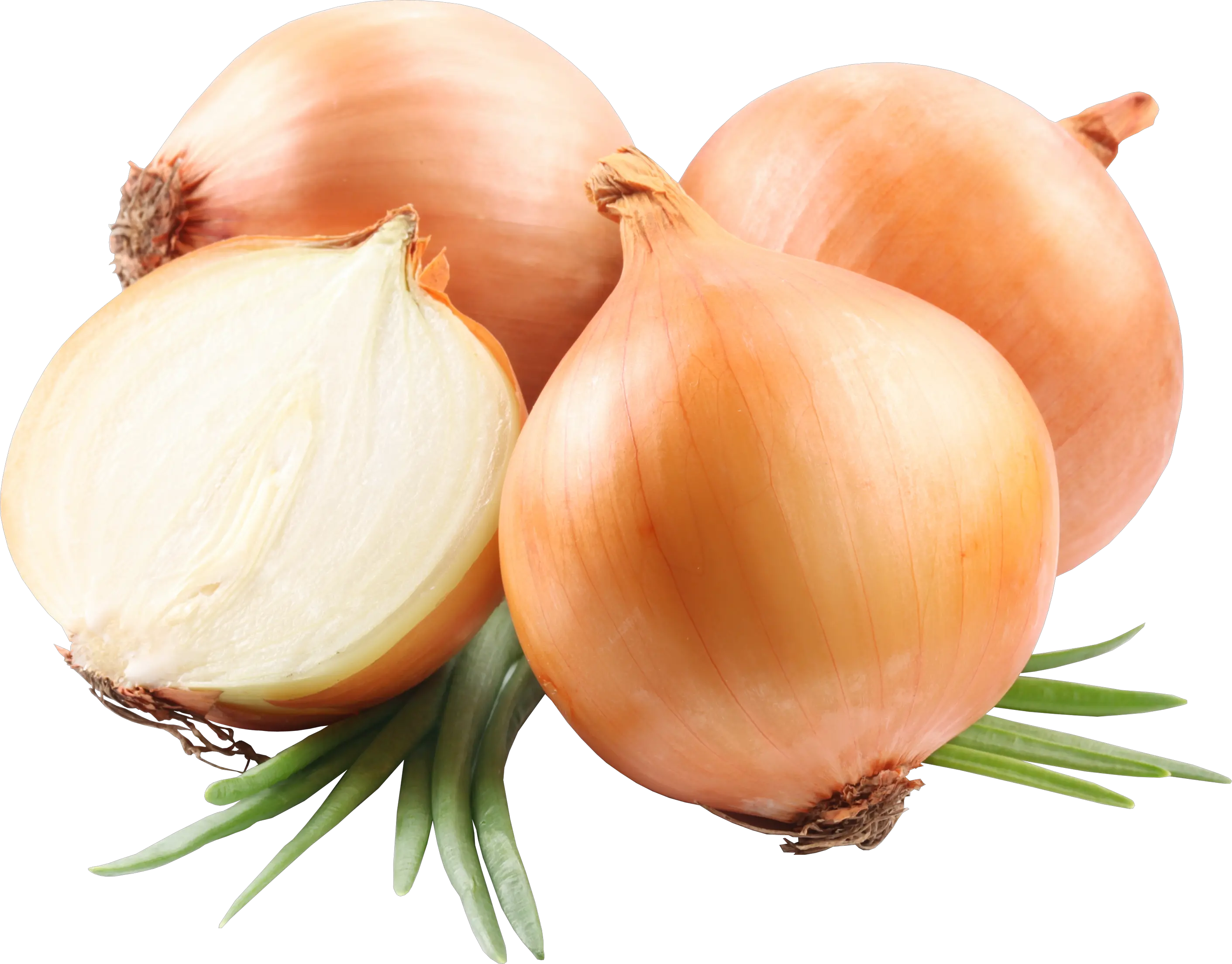 Onion PNG image free download picture