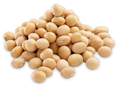 Soybean PNG