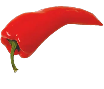 Red chili pepper PNG image