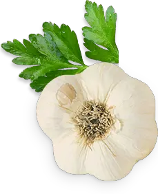 Garlic PNG