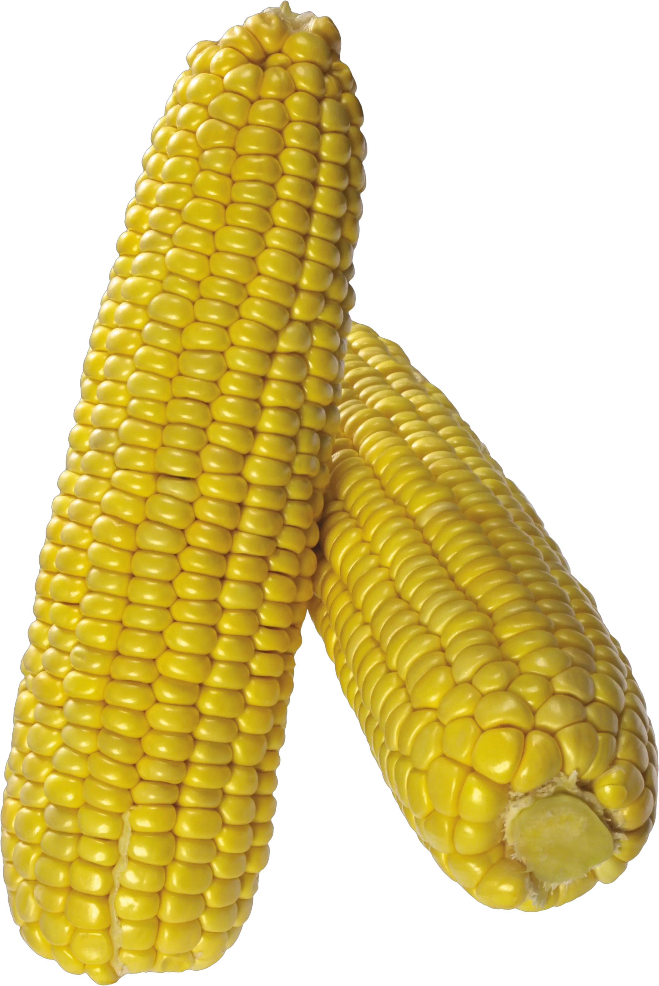 Corn PNG image