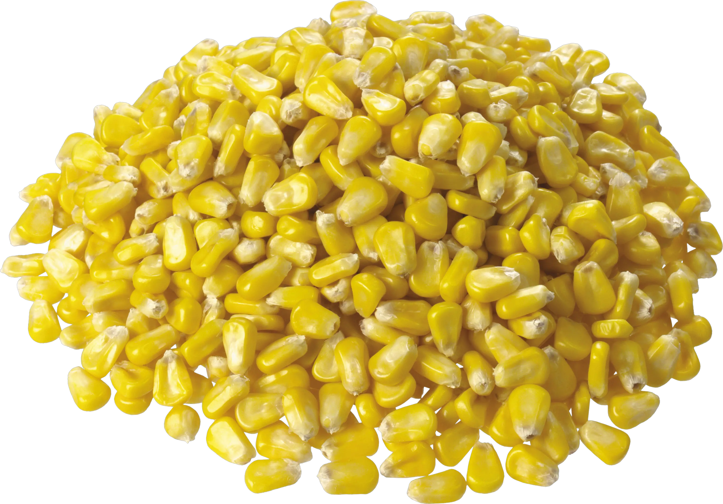 Corn PNG image