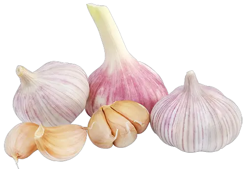 Garlic PNG