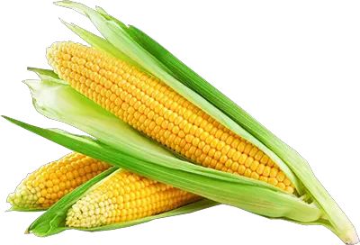 Corn PNG image