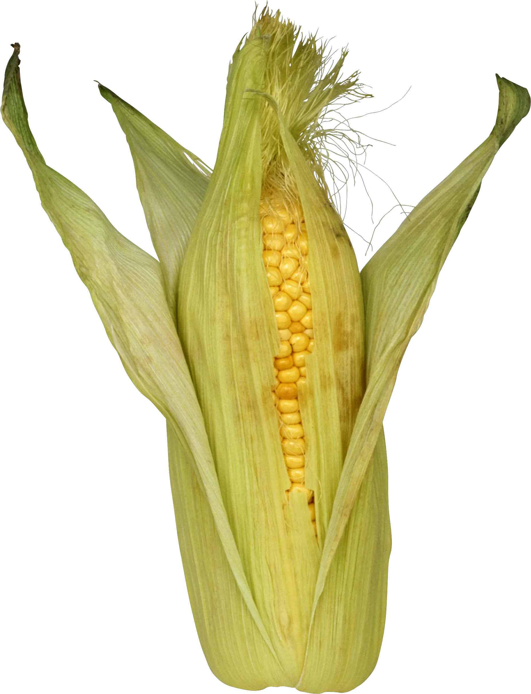 Corn PNG
