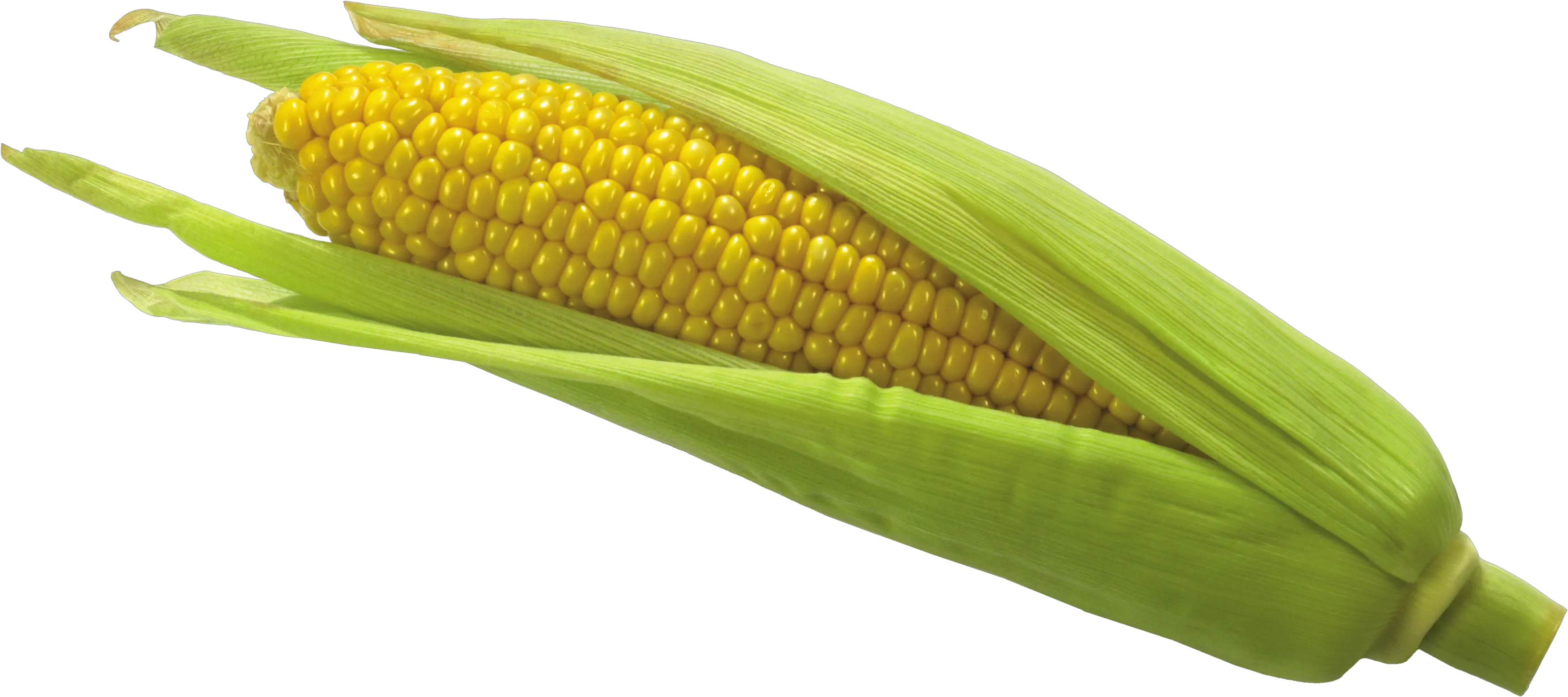 Corn PNG image
