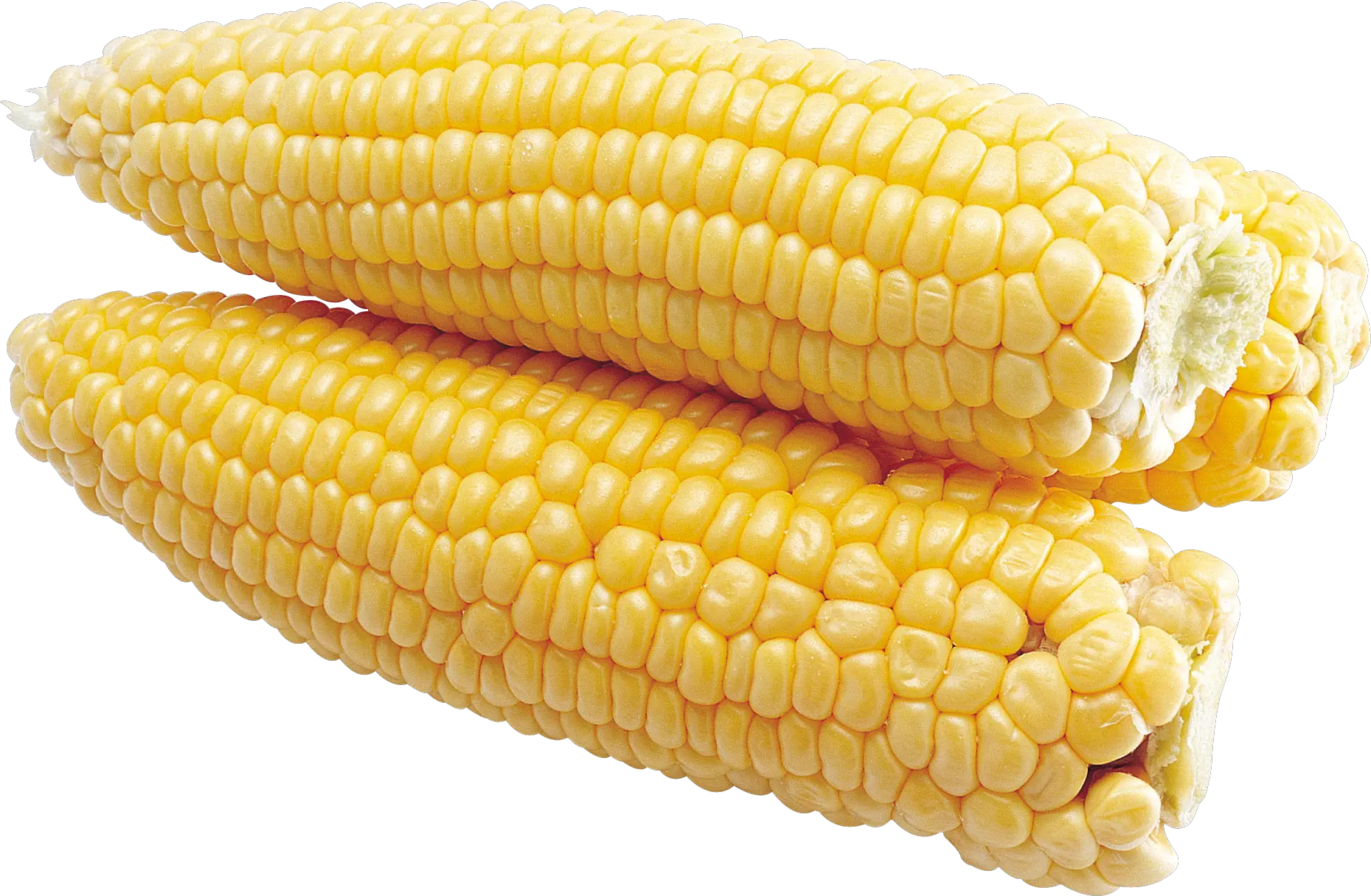 Corn PNG image