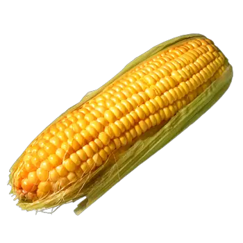 Corn PNG image