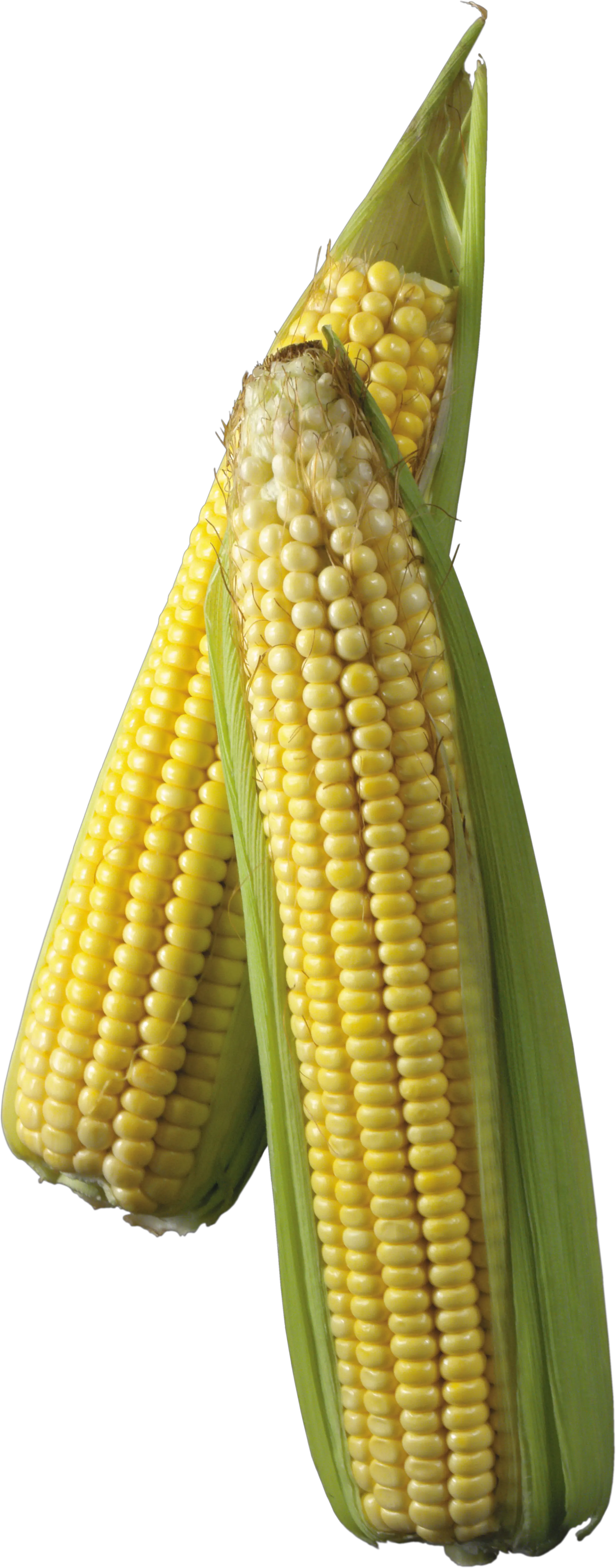 Corn PNG