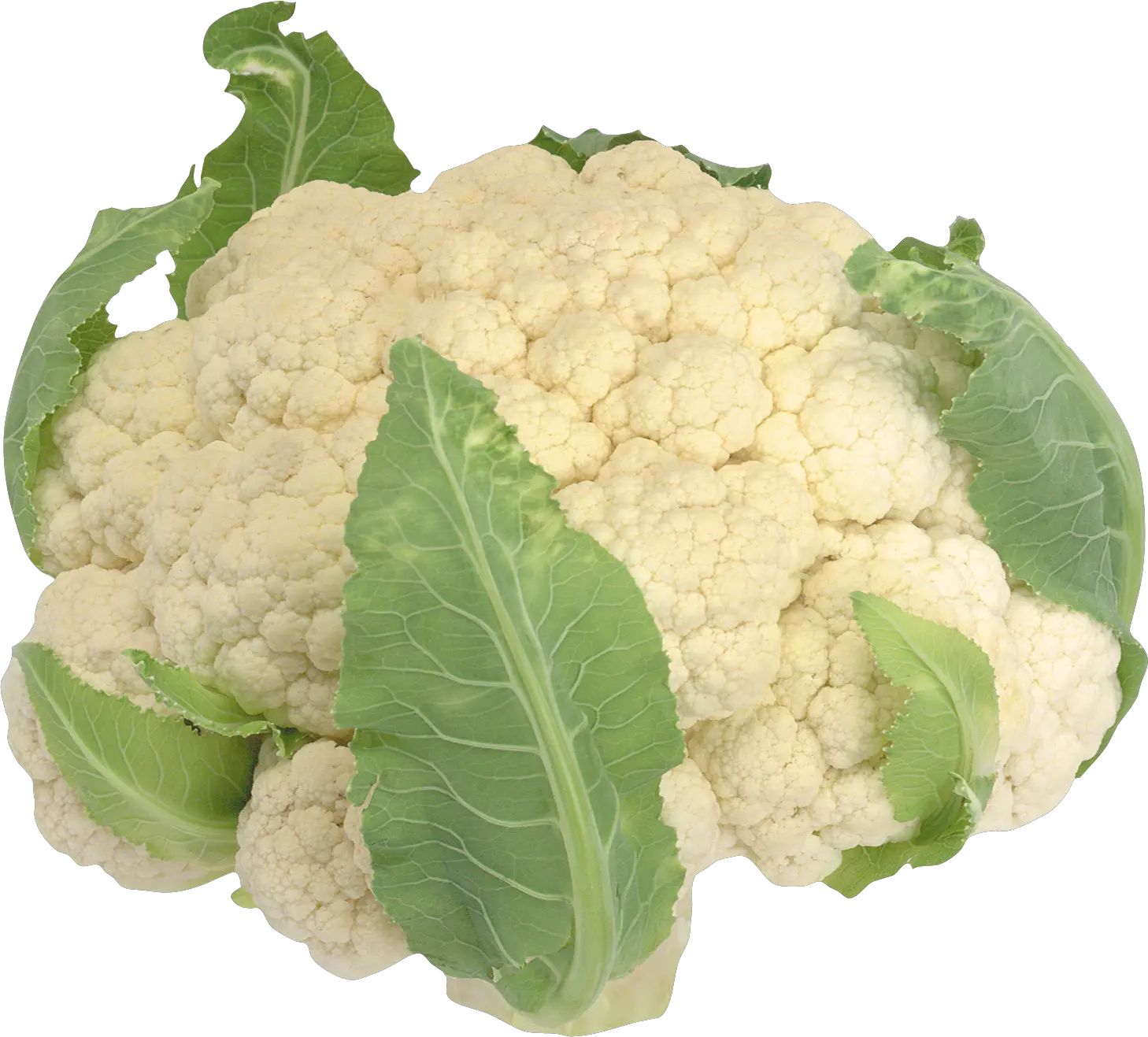 Cauliflower PNG