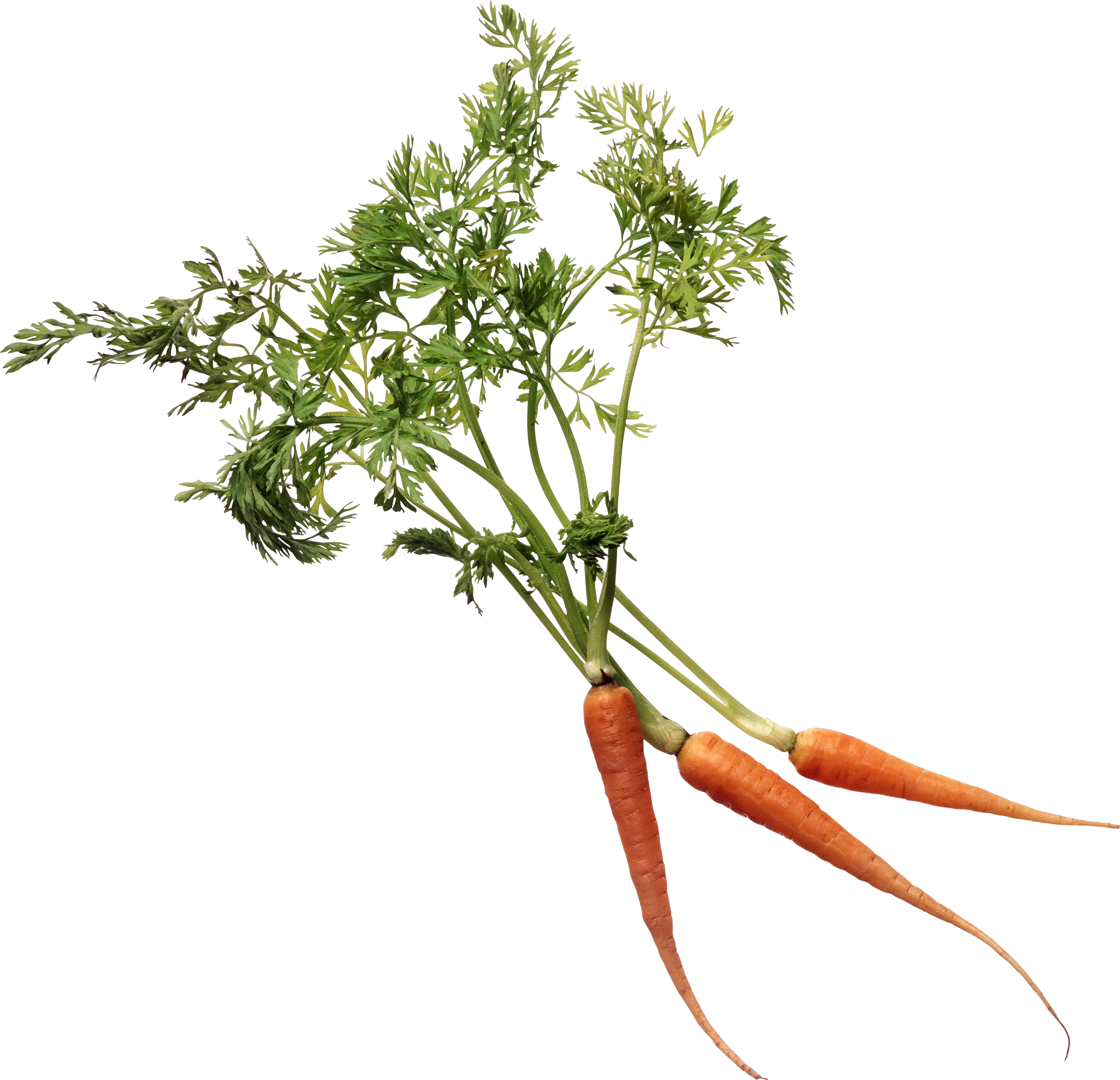 Carrot PNG image