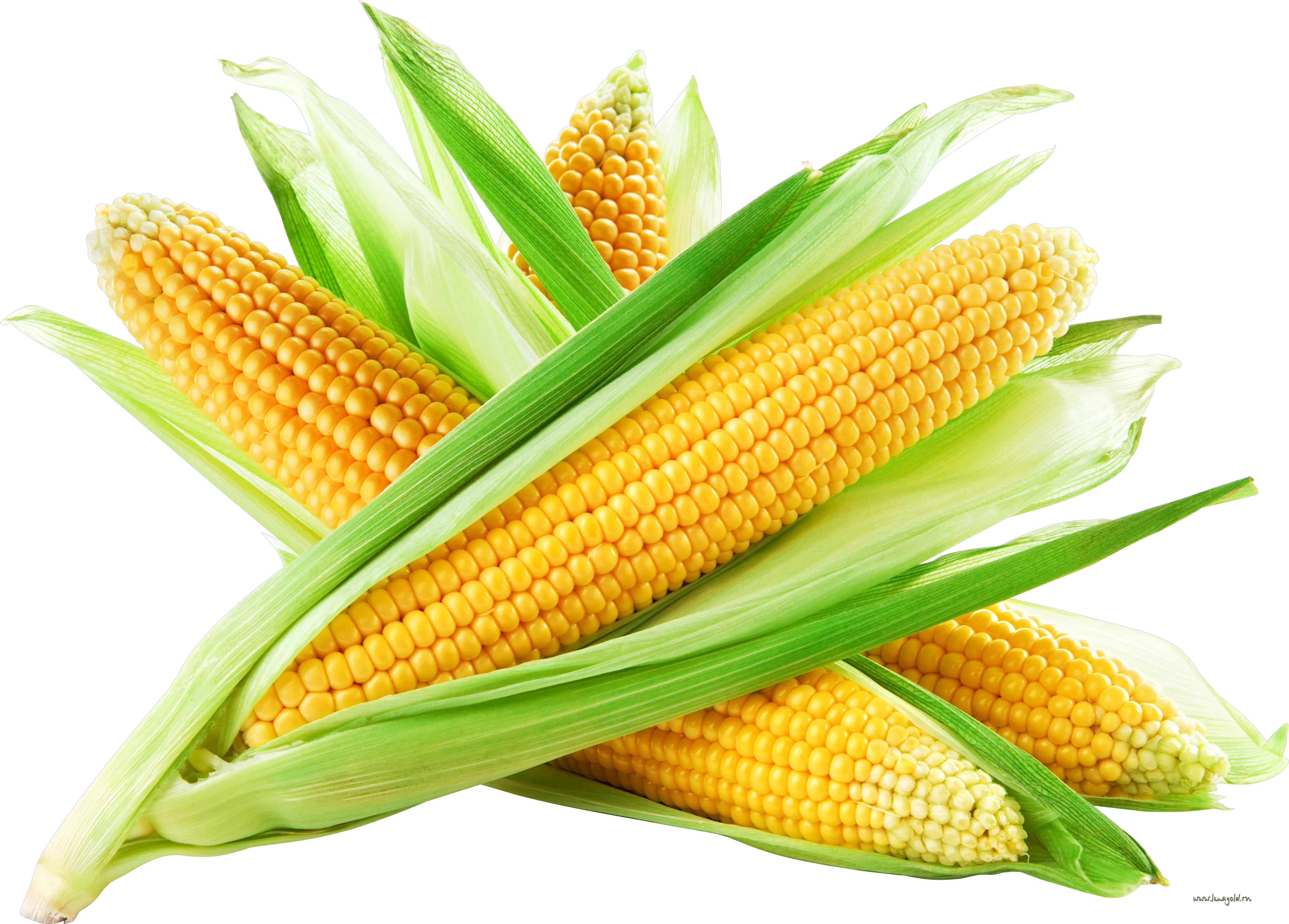 Corn PNG