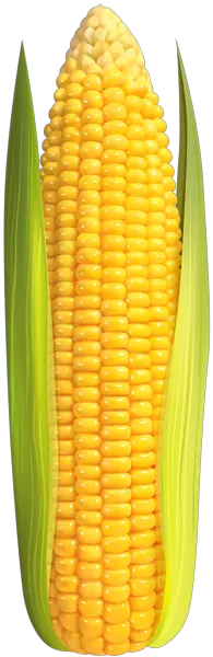 Corn PNG