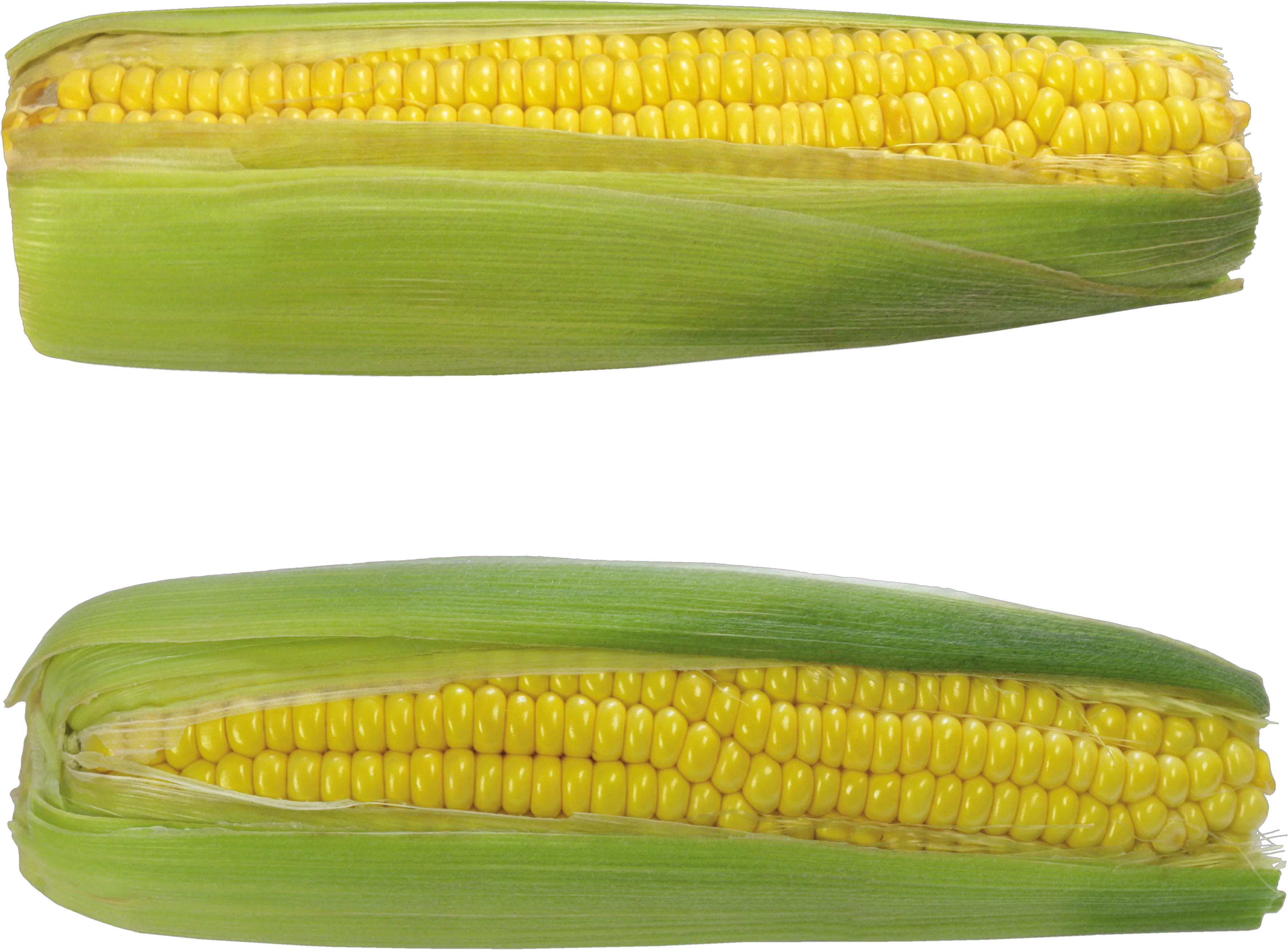 Corn PNG