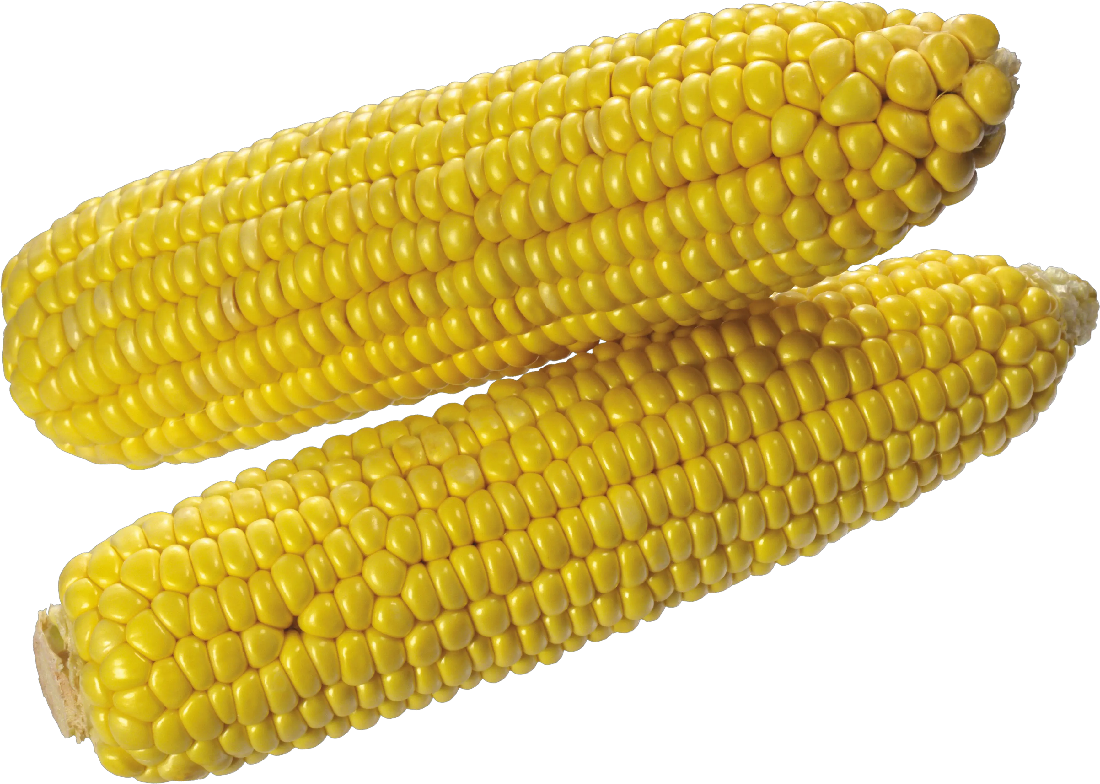 Corn PNG image