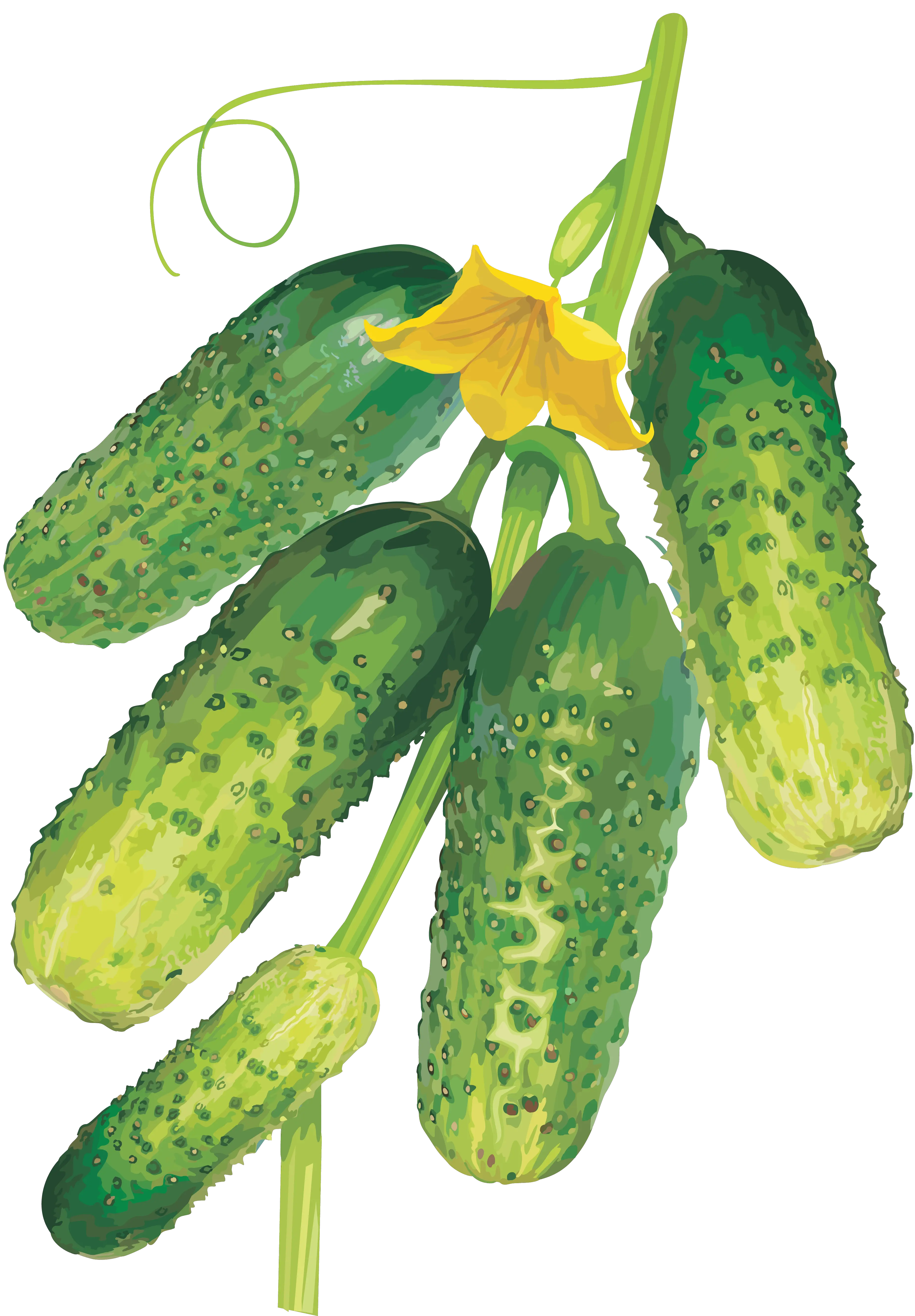 Cucumber on branch with leaves PNG