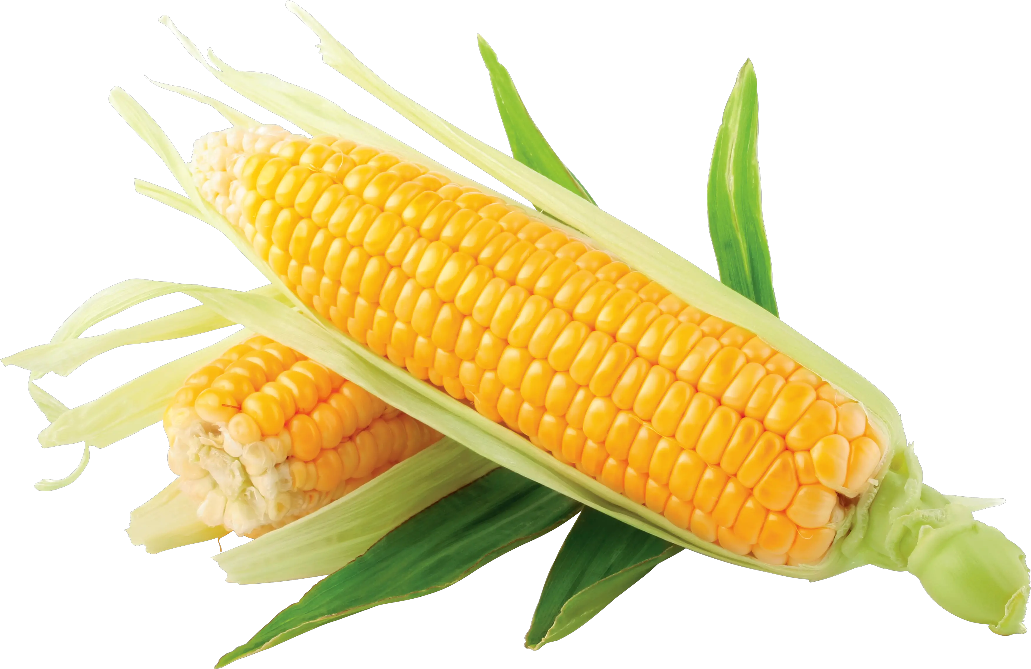 Corn PNG image
