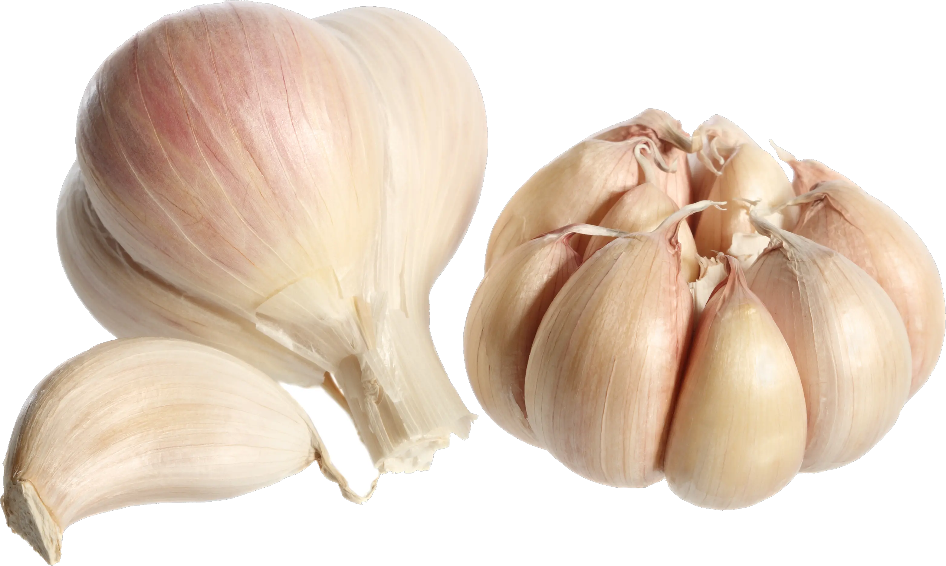 Garlic PNG