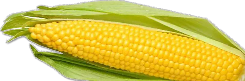 Corn PNG image