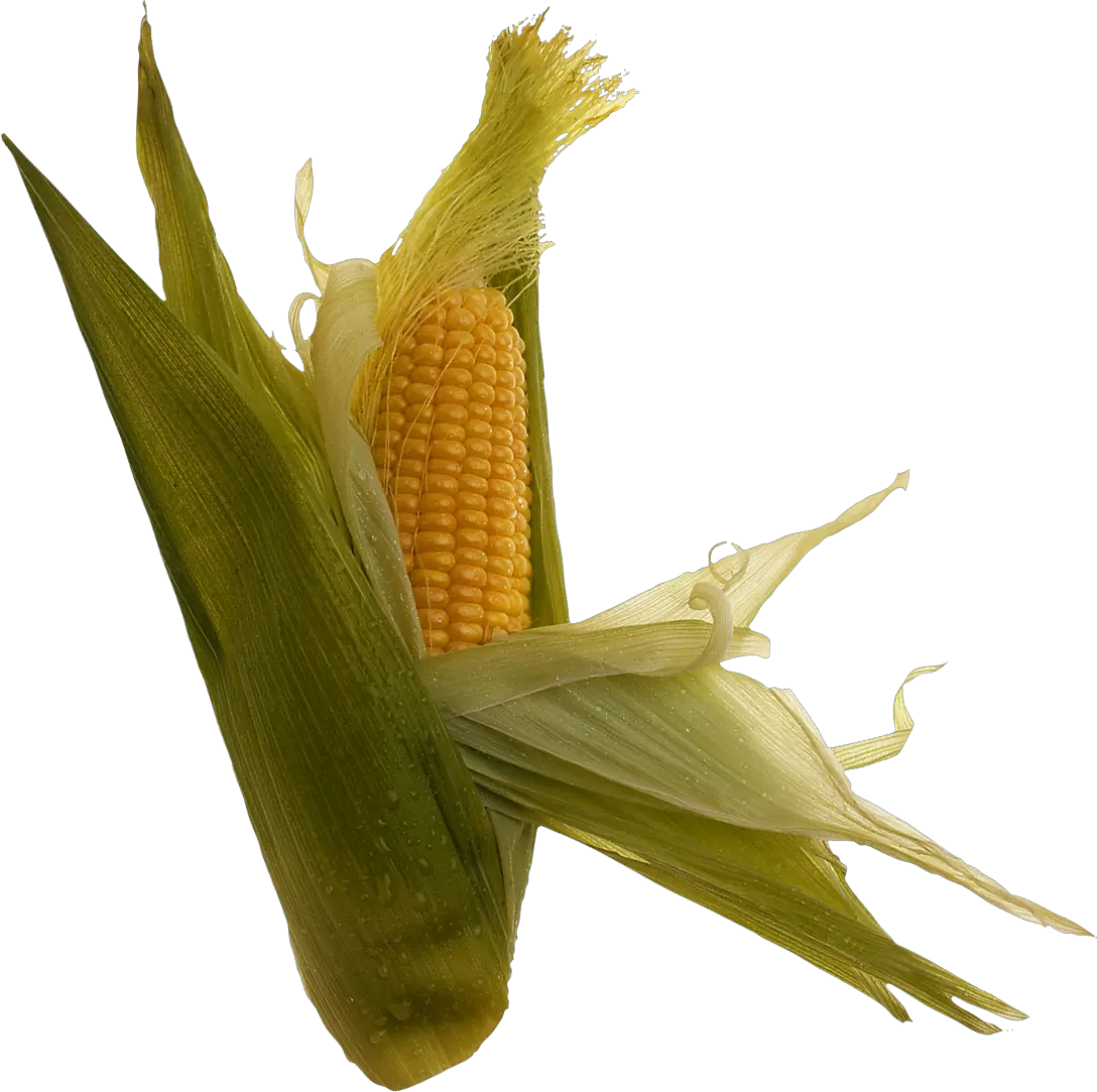 Corn PNG