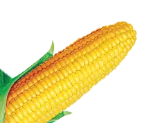 Corn PNG image
