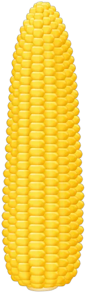Corn PNG