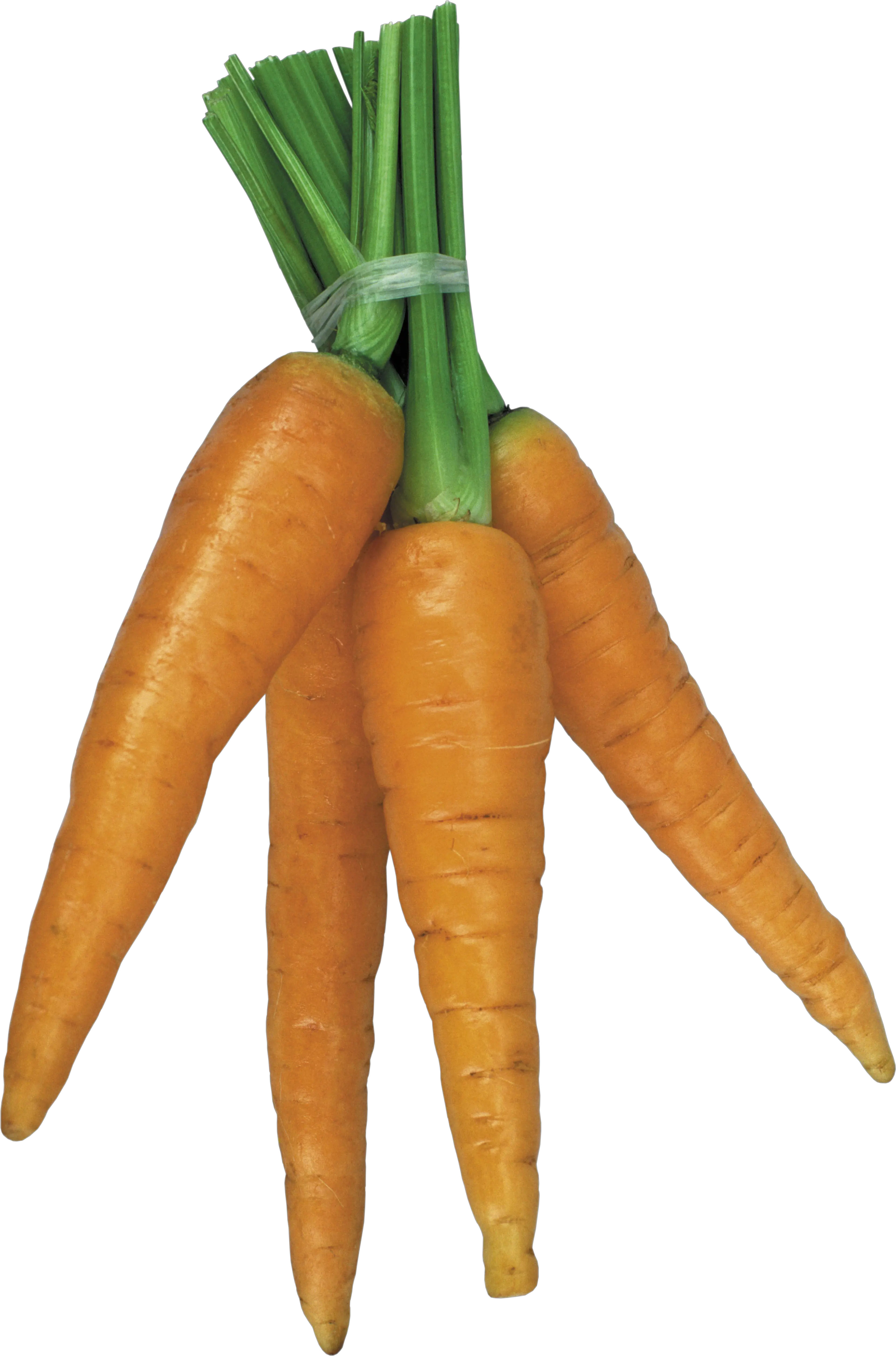 Carrot PNG