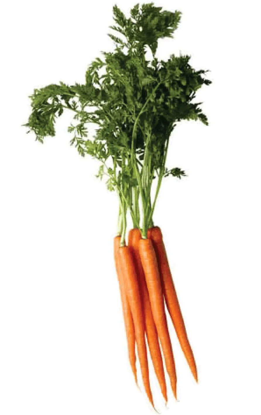 Carrot PNG image