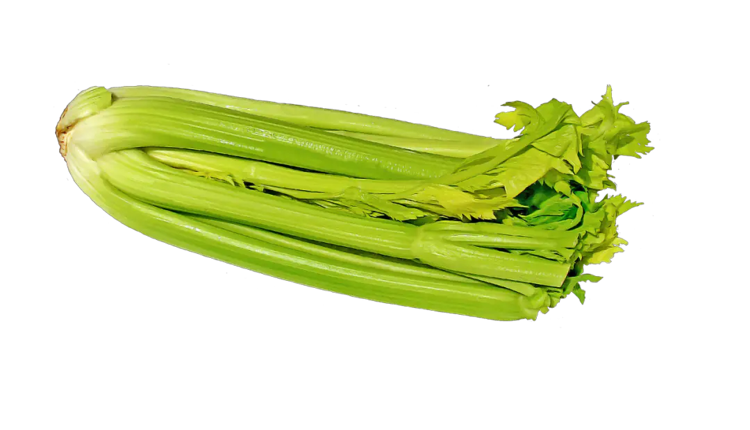 Celery PNG