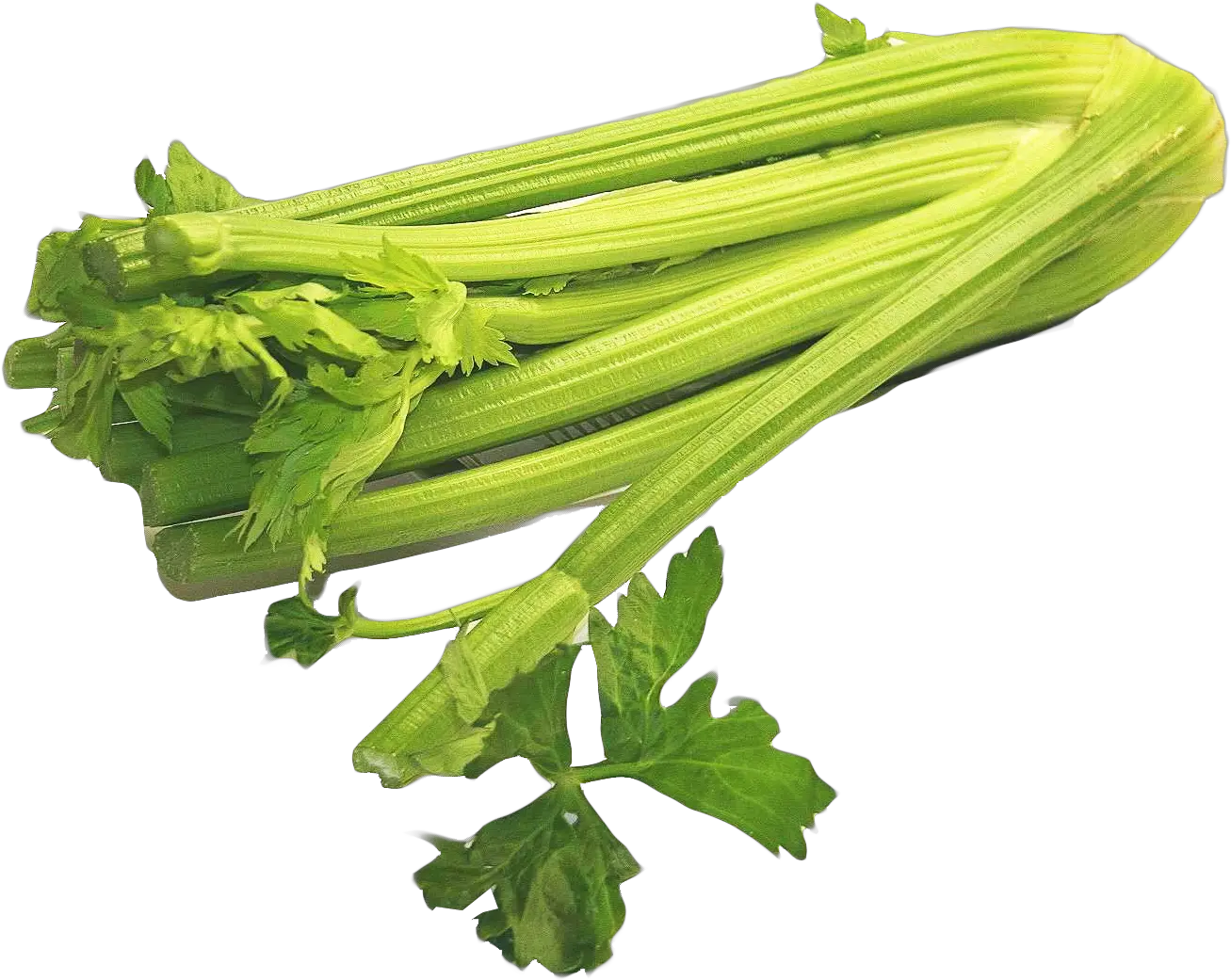 Celery PNG