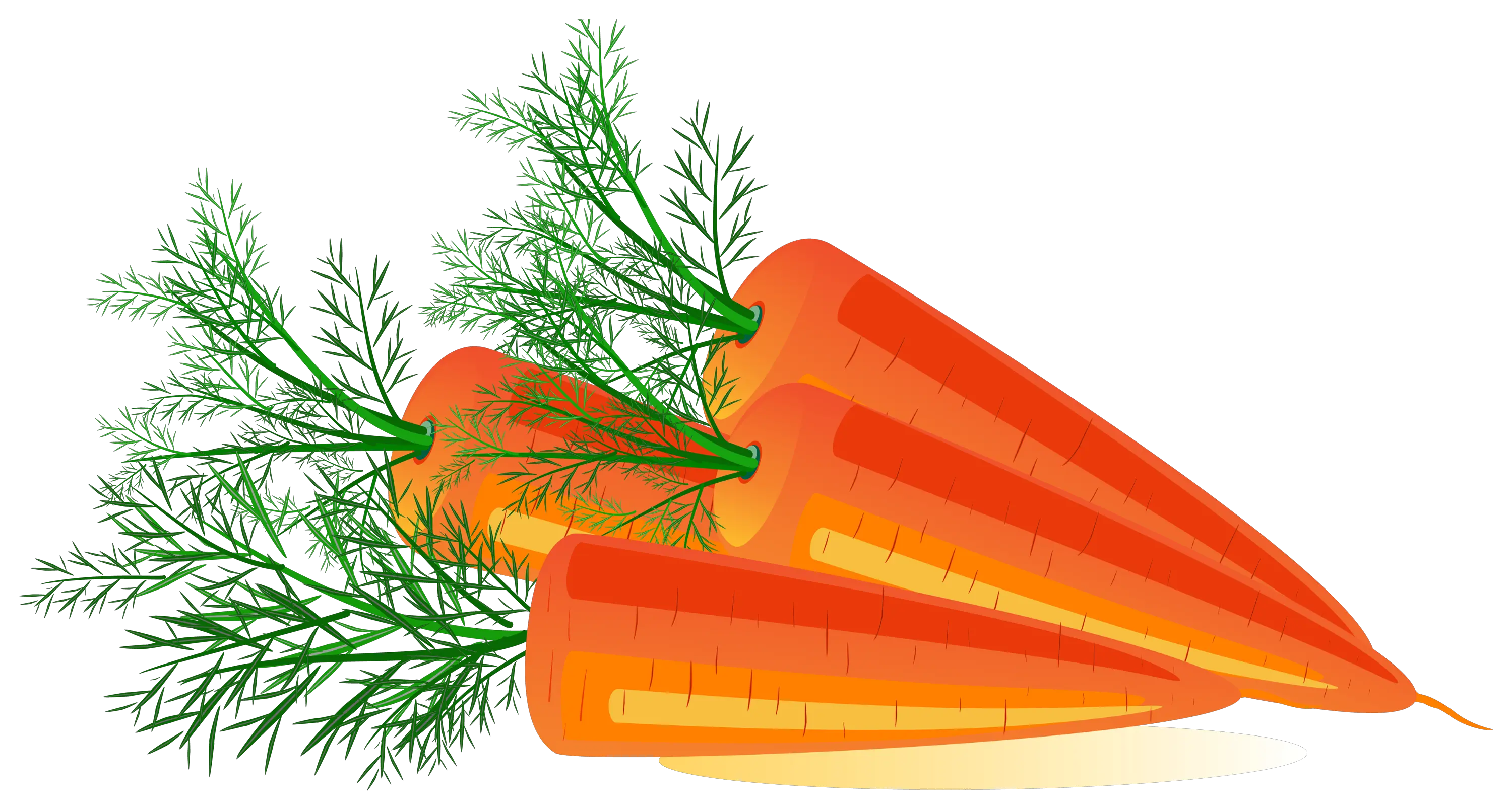 Carrot PNG image