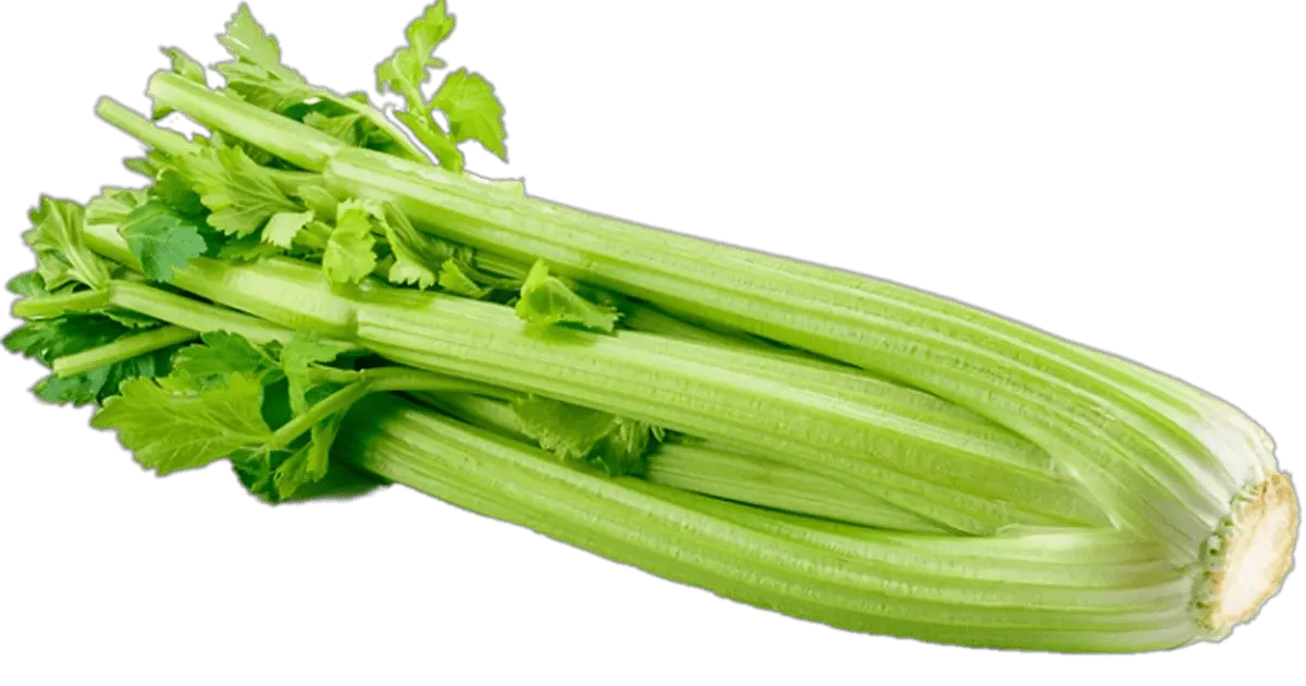 Celery PNG