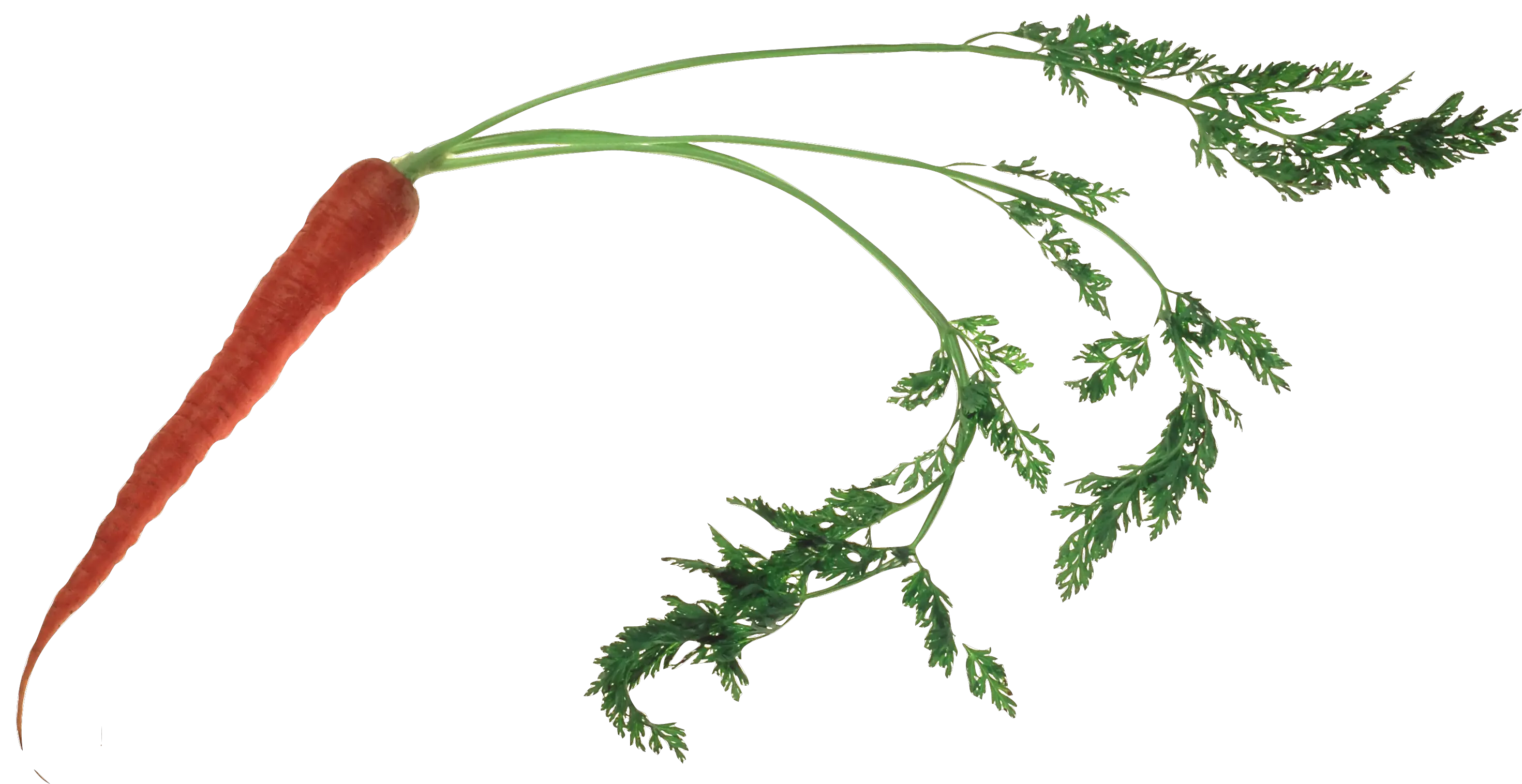 Carrot PNG