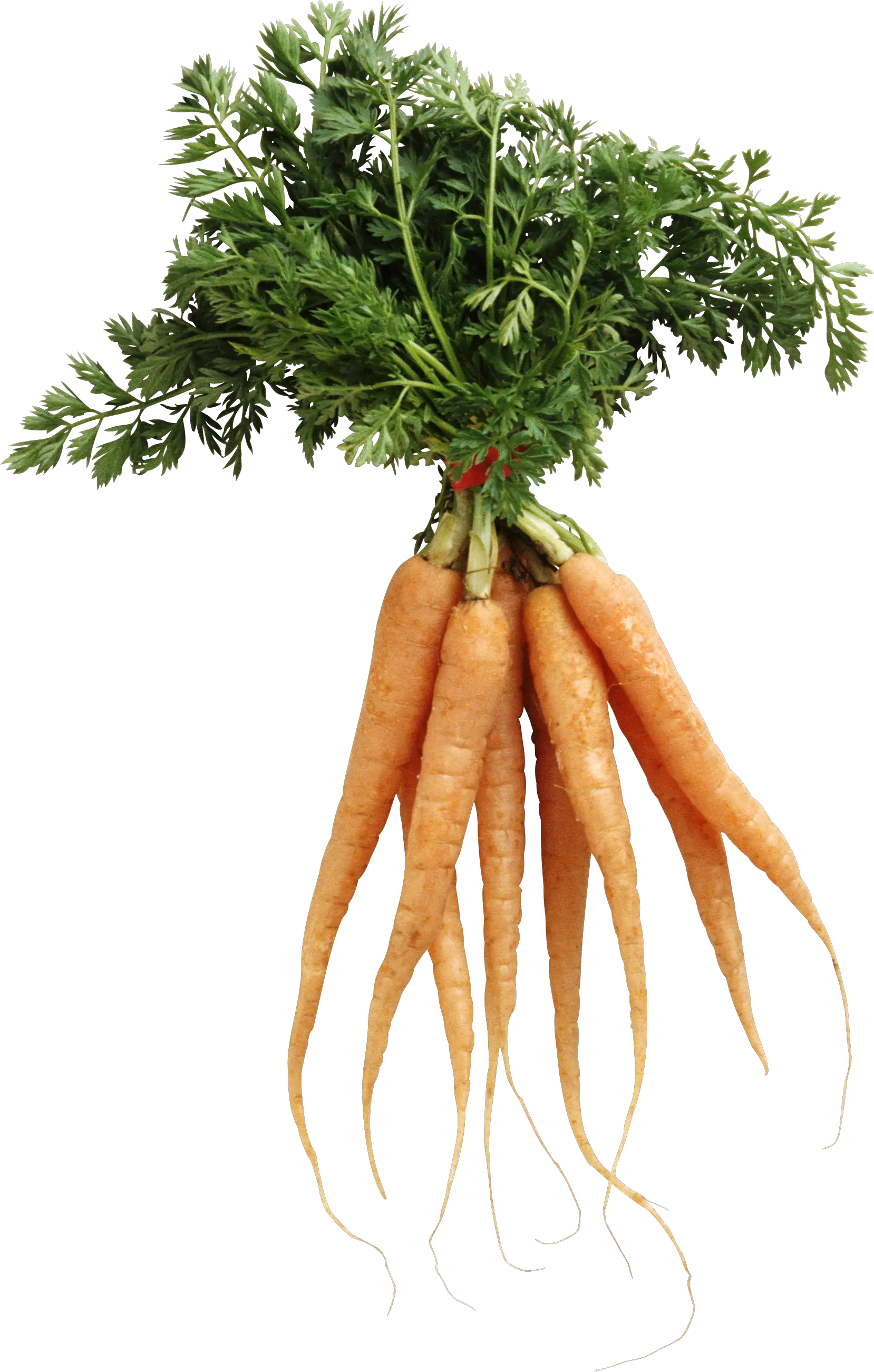 Carrot PNG